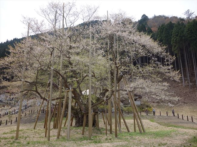 日本三大桜の一つの淡墨桜を見に。