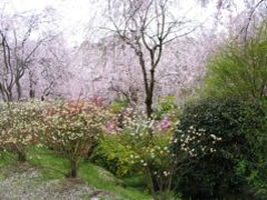 京都の桜　日帰り旅１　原谷苑と仁和寺