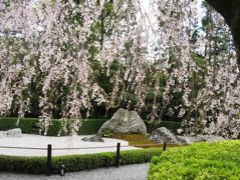 京都の桜　日帰り旅２　妙心寺