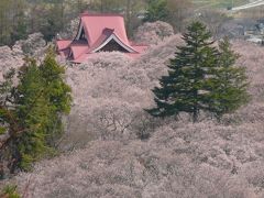 高遠・駒ヶ根の桜巡り　２０１３年①