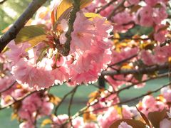 近所の花散策～明るい春の夕陽に照らされた八重桜