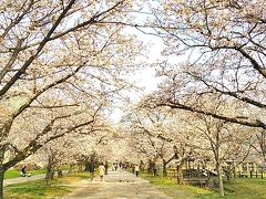 2013 高知桜巡りと日曜市とおまけ