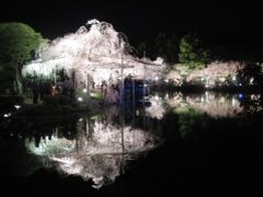 京都の桜　日帰り旅４　平安神宮紅しだれコンサート・はしたてで夕食
