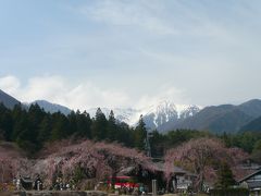 高遠・駒ヶ根の桜巡り　２０１３年②