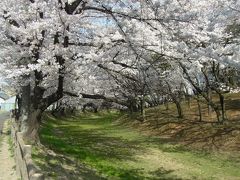 名古屋の定番を楽しもう♪(2013年3月編）～桜いっぱいの鶴舞公園・東山動植園・平和公園など～