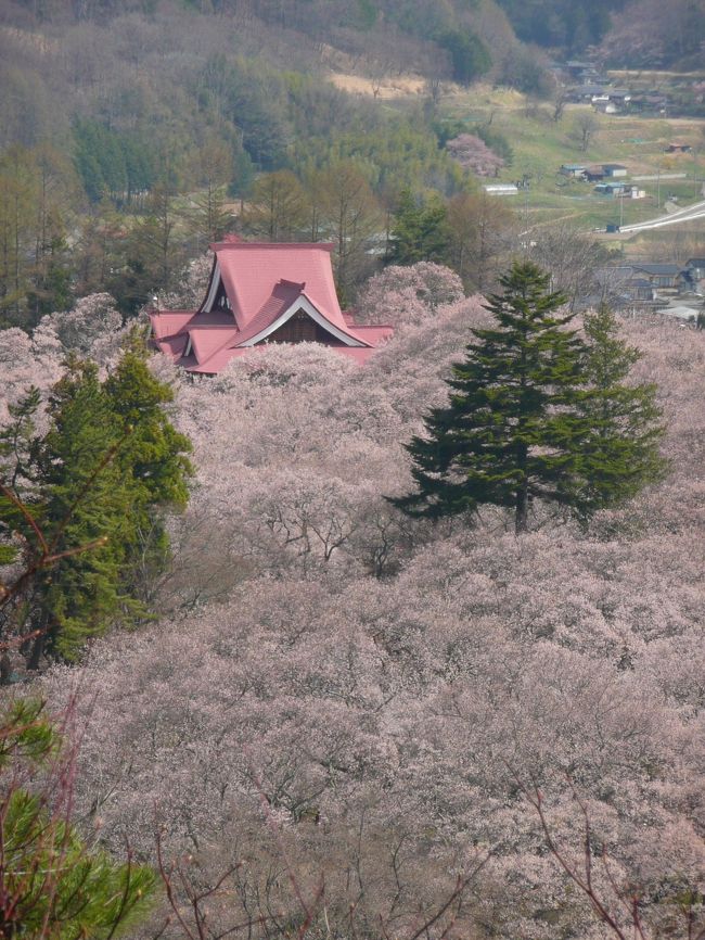 日本三大桜の名所、念願の高遠城址公園へ、行ってきました。先週の吉野山に続き、桜三昧の旅です。<br />天気は、よさそうで期待できそうです。まだ暗いうちに自宅を出ました。<br />高遠城址公園→勝間薬師堂→六道の堤→光前寺→大沼湖→蔵澤寺→はなももの里<br /><br /><br />高遠に続いて、駒ヶ根を訪れました。それは、②の方に続きます。<br />http://4travel.jp/traveler/oosaka_hiro3/album/10766245