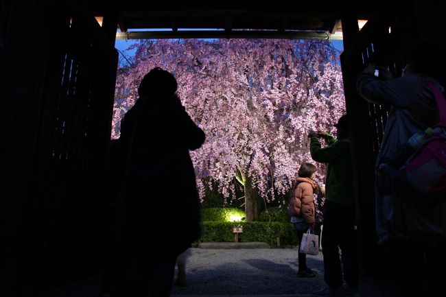 ２０１３年度のＪＲ東海　そうだ　京都、行こう。キャンペーン寺院は<br />「妙心寺　退蔵院」<br /><br />実は行ったことがない。<br /><br />門の奥にひろがる紅しだれの美しいこと！<br /><br />キャンペーン寺院ということで、土日は混んでいるはず・・・<br /><br />とまだ７分咲きという満開前の情報で行ってみることにした。<br /><br />ド平日のしかも、天気予報が「雨」の日は誰もいないだろうと思いきや・・・<br /><br />ＪＲ東海キャンペーンおそるべし・・・<br /><br /><br />おまけのモクレンと桜の写真もどうぞ↓<br />http://yukinnko21.blog17.fc2.com/blog-entry-727.html