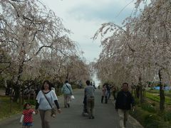 ずっと読めなかった東谷山フルーツパークで、今年最後の桜を楽しみながら思い切り遊ぶの巻