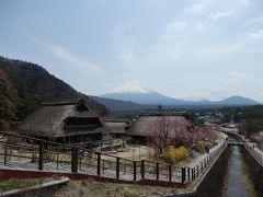 西湖・いやしの里根場へ桜と富士山の眺望をもとめて！
