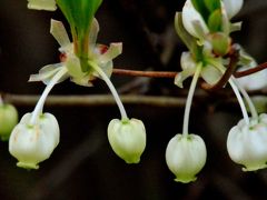 春本番！　続・花いっぱいのいつもの散歩道