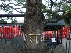日本の旅　関西を歩く　大阪府門真市、天然記念物・薫蓋樟（くんがいしょう）で知られる三島神社（みつしまじんじゃ）周辺