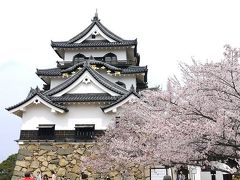 彦根城＆長浜城の桜☆１