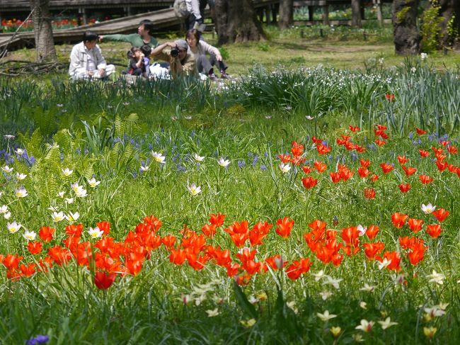 半年ぶりの昭和記念公園ファン倶楽部のオフ会。<br />春はチューリップ、秋はコスモスというのが定着してきました。<br /><br />今年は急に咲いたので花はどうかな？と思ったけど、結果的にはピークにあたりました。<br />天気も上々。これもメンバーの日頃の心掛けですね。<br /><br />午前中はチューリップ、ポピーを撮って、子供の森やこもれびの丘を散策し、お待ちかねのピクニックランチ。<br />半年ぶりということもあって話が弾み、時間を忘れるほどでした。<br /><br /><br />【参加メンバーの旅行記】<br />・morino296さんの旅行記<br />　http://4travel.jp/traveler/morino296/album/10766380/<br /><br />・まみさんの旅行記<br />　http://4travel.jp/traveler/traveler-mami/album/10766502/<br /><br />・のりアロハさんの旅行記<br />　http://4travel.jp/traveler/nori-aloha/album/10766938/<br /><br />・CANさんの旅行記<br />　http://4travel.jp/traveler/can/album/10767379/<br /><br />・夏への扉さんの旅行記<br />　http://4travel.jp/traveler/door-into-summer/album/10767924/<br /><br />