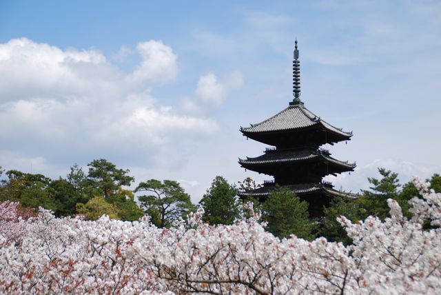 毎年、京都でお花見をするのを<br />勝手に自分の恒例行事としてはや７、８年。<br /><br />少し遅咲きの桜が見たいと思い<br />例年より数日遅い予定を組んだところ、<br />今年は桜の開花が早まって、一時はどうなる事かと。<br /><br />しかし、やはり京都の桜は待っていてくれました。<br />毎年「今年は行くのが早かったかな」「遅いかな」と気を揉んでも<br />京都は必ずその時にちょうど良い桜を見せてくれます。<br />そんな京都の今年のお花見、前編。