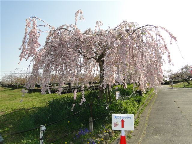 東谷山フルーツパークの枝垂れ桜を久しぶりに見に出かけ、通り道の龍泉寺も初めて参拝しました。<br />天台宗の松洞山龍泉寺は尾張四観音の一つ、名古屋城より東北の地に有り、鬼門の鎮護として、また熱田神宮の奥ノ院とも言われ古くから崇拝され、節分には参詣客で賑わう。伝教大師(最澄)、空海2人開基の寺、本尊は馬頭観音(奈良時代作の金銅仏)は未開の秘仏。宝物館には円空作の馬頭観音が展示されています〜古寺と仏像100選より〜<br />ガイドウエイバスゆとりーとライン大曽根から13分龍泉寺口下車徒歩3分と日本初の高速ガイドウェイバスが走っています。<br />乗ったことある方感想お聞かせください〜<br />東谷山フルーツパークの1,000本の枝垂れ桜は満開過ぎてましたが、まだきれいでした。いろいろな植物が植えられています。なぜか北海道物産展も開かれていました。<br />名古屋最高峰の198.3mの東谷山です。<br /><br />