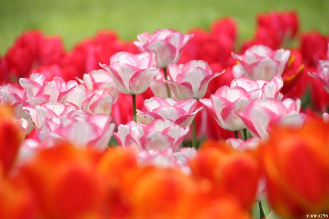 咲いた 咲いた チューリップの花が 昭和記念公園fcチューリップオフ会 立川 東京 の旅行記 ブログ By Morino296さん フォートラベル