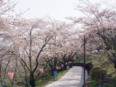 日本の桜の名所百選に選ばれた大法師公園の桜