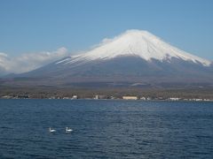山中湖の白鳥と、白い積雪の富士山をもとめて！