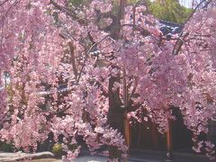 徳川園のしだれ桜
