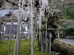 奈良の名椿と京都の名桜を巡る旅（二日目）～常照皇寺の九重桜は樹齢600年。知る人ぞ知るの京都の名桜です～