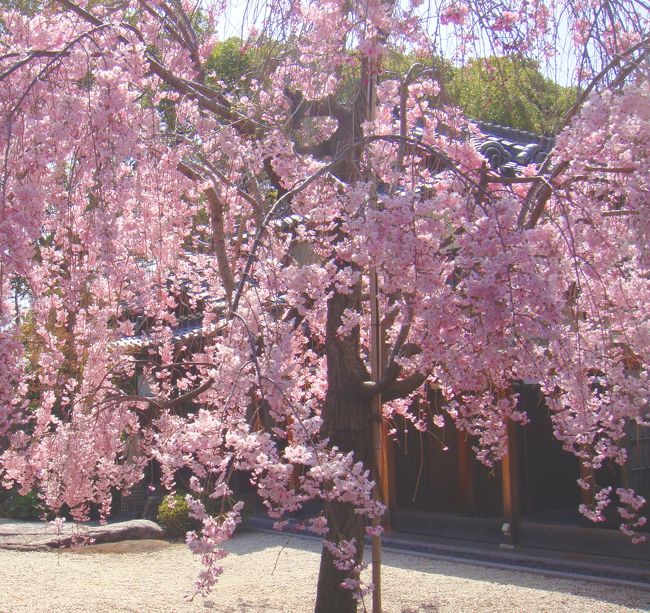 穏やかな天候に恵まれ園内のレストラン入口に見られた満開の桜