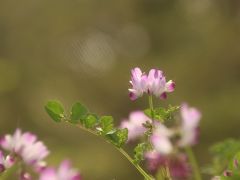 昭和記念公園ファン倶楽部のチューリップ・オフ会2013（後編）春の花の新たな邂逅と再会にあふれた春の昭和記念公園とオフ会