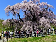 日本三大桜のひとつ三春の滝桜満喫