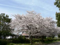 日本の旅　関西を歩く　大阪府枚方市、阪今池公園の桜