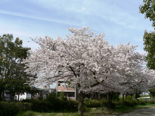 阪今池公園は枚方市立の公園で穂谷川の旧河川敷に整備されたもので今でも園内に名残の池が残っている。阪今池公園の桜も交野の桜のひとつで樹齢数百年と思われる太い幹の桜もある。京街道沿いにある公園でこの桜は旅人の心を和ませたことだろう。<br />（写真は阪今池公園の桜）<br />