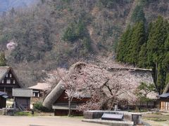 日本三大美祭と高遠の桜　ツアー　　（　五箇山　偏）