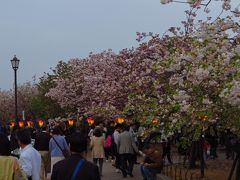 ２０１３年　大阪造幣局と桜花