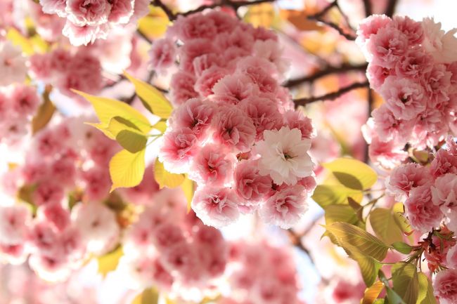 今年も大阪の春の風物詩、造幣局の桜の通り抜けへ行ってきました。<br /><br />日程 2013年4月16日〜22日<br />時間 平日 10時〜21時<br /> 土日 9時〜21時<br />品種 130種<br />本数 約350本<br />