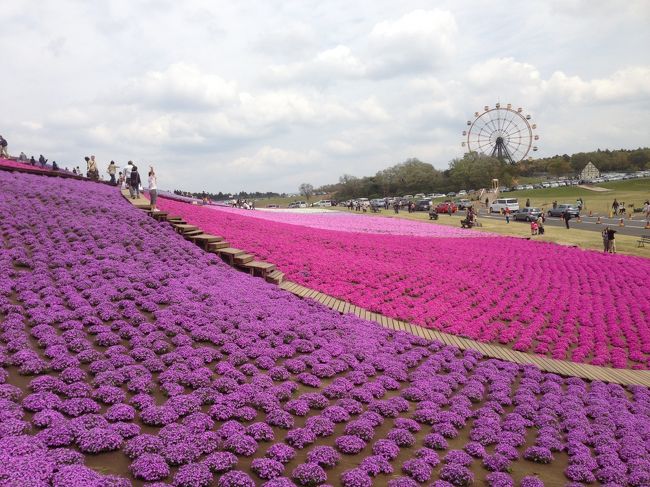 新聞をパラパラ見ていると『東京ドイツ村の芝桜が見ごろ』書いてありました。東京ドイツ村は、冬の夜のイルミネーションが有名ですね。<br />まだ訪れたことが無かったので行ってきました。<br /><br />東京ドイツ村は、ドイツの田園風景をイメージしたテーマパークだそうです。<br /><br />当日は、曇りで強風が吹いてちょっと残念。<br />入園用が大人1,200円、中人800円、小人600円とちょっと高いので、ぜひ快晴の日に遊びに行くようにしましょう。<br /><br />芝生は、ゴルフ場が管理運営しているようなので綺麗に整った広い芝生はフカフカした気持ちいいです。