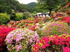 谷岡つつじ園