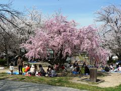 日本の旅　関西を歩く　大阪府枚方市、牧野公園の満開の桜