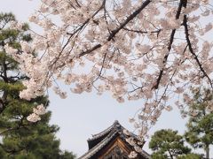 京都のさくら・・・・・・<建仁寺>・・・・・・さくらの名所から少し離れるのは最高かも＾−＾