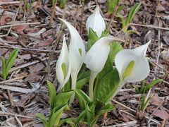 新潟に春を告げる水芭蕉公園散策