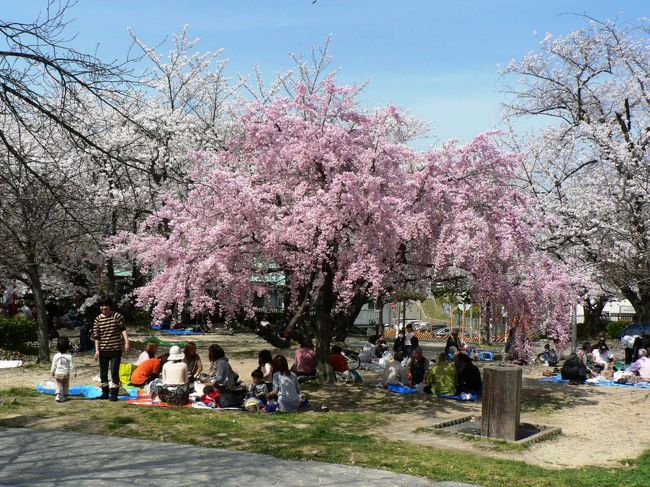 牧野公園は枚方八景の一つで 桜の名所として知られている。道路を挟んで上公園と下公園の２つに分かれており桜の名所は上公園。<br />上公園の中程に塚があり 平安時代初期に坂之上田村麻呂と戦った蝦夷の長アテルイの墓と言われている。<br />４月４日は桜満開でたくさんの人たちが花見を楽しんでいた。<br />（写真は牧野公園）<br />