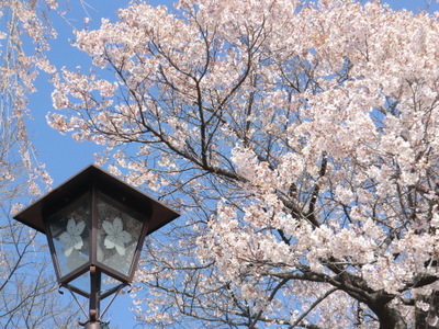 高遠のコヒガン桜と立山「雪の大谷」を巡る旅♪　＜前編＞1500本の桜が彩る高遠城址コヒガン桜