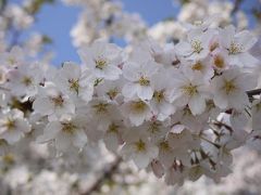 彦根城＆長浜城の桜☆2