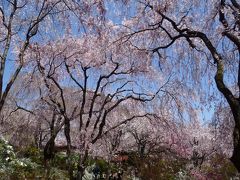 京都桜の旅☆2013