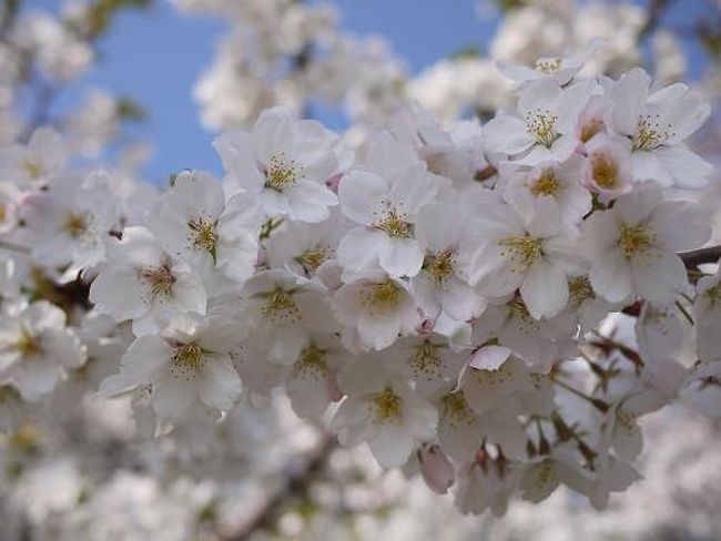 彦根城の続きです。<br /><br />彦根城を楽しんだ後は、車で30分ほどの桜が満開の長浜城へ向かいました。