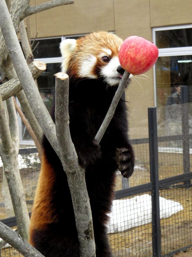 ２０１０年７月１０日、札幌市円山動物園に珠のような双子のレッサーパンダが誕生しました。<br />円山動物園にとって初めてのレッサーパンダの赤ちゃんは、後に北海道の可憐な花からリリィちゃん、ライラちゃん名付けられました。<br />やんちゃな双子姉妹がココ母さんと雪の放飼場で遊ぶ姿は他園では見られない円山の素晴らしい光景でした。<br />その双子姉妹は可憐な娘パンダに成長し、リリィちゃんは昨年春にお母さんのココちゃんの生まれ故郷の埼玉県こども動物自然公園へお嫁入り、そして、いよいよライラちゃんがお父さんの生まれ故郷の長野市茶臼山動物園の意向で和歌山県の南紀白浜アドベンチャーワールドにお嫁入りすることになりました。<br /><br />今日は”世界一かわいいレッサーパンダ”ライラちゃんの円山動物園展示最終日、盛大な送る会が開催されました。<br /><br />明日、ライラちゃんは白浜に向けて旅立ちます。<br /><br /><br />これまでのレッサーパンダ旅行記はこちらからどうぞ→http://4travel.jp/traveler/jillluka/album/10652280/ <br />