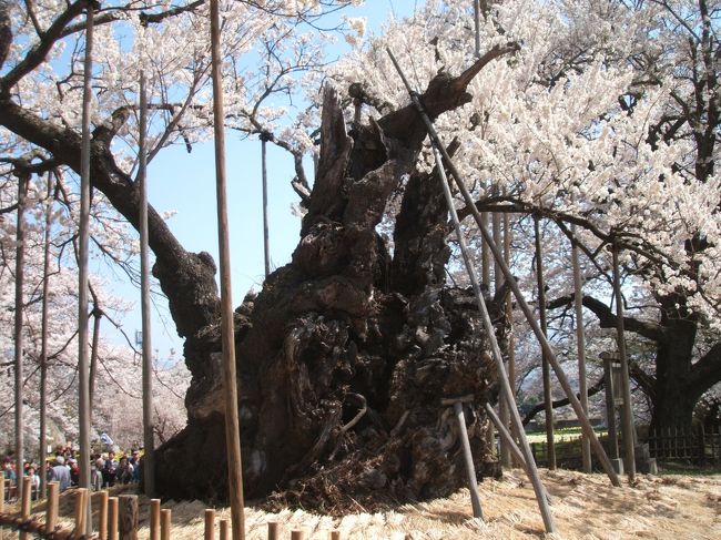 　「山高神代桜は、三春の滝桜、根尾の薄墨桜と並ぶ日本三大桜で、国指定天然記念物に指定されている樹齢２０００年ともいわれるエドヒガンザクラの古木である」と聞けば、私でなくとも一度は見てみたいと思うはずです。<br />　そこで、昨年見頃だったと聞いた４月５日に、夫を伴って神代桜に会いに来ました。<br />　三月末、仕事を辞めたので時間のできた私は、この春は桜の追っかけです。<br />　４月４日は身延山久遠寺のシダレ桜を散策。<br />　４月５日の朝は、富士川町で大法師公園の２０００本の桜見物。<br />　そしてその後で、増穂ICから須玉ICまで移動、日野春を抜けて山梨県北杜市武川町にやってきました。日本三大桜の神代桜は、国道６１２号線から少し入り込んだ武川町山高の大津山実相寺の境内にあります。<br />　実相寺はちょうど花の見頃で、観光客でいっぱいでした。一度は枯死寸前までいったという樹齢２０００年の古木、神代桜が、広げた枝に花を付けている様子は、復活のシンボルにも思えて、とても感動しました。