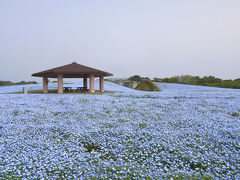 青空に続く花の絨毯ネモフィラ　海の中道海浜公園にて