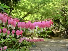 タイツリソウ(鯛釣草)に必勝祈願　シッポの桜は咲くのか？