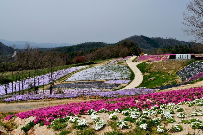 <br />　　　・・・　夢の芝桜　花夢の里　・・・<br /><br />　広島県のほぼ中央部に世羅台地があります。ここ世羅町は四季を通じていろいろな催し物をやったり、ぶどう、なし、りんご、いちごなのど果物を産地販売したり、いろいろな花を栽培して多くの観光客を集めており、町中が　”農村公園”といった見所イッパイのポイントなのです。<br /><br />　今回は、本州最大という夢の芝桜庭園、”花夢の里”へ行ってきました。ここは、50,000平方メートルの広いキャンパスに８０万株もの芝桜が埋め尽くされているのですが・・・？<br /><br />　今年は例年と比べてかなり見劣りした。ところどころ地肌が露見し、肝心の花が少ないのです。<br /><br />　つまり、咲き具合がイマイチだったのが残念！<br /><br />　<br />　　”花夢の里”のＨＰを紹介しておきましょう・・・<br /><br />　　　http://www.sera-kankoukyoukai.or.jp/kamunosato.htm