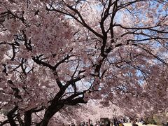 ２０１３・４・高遠の桜