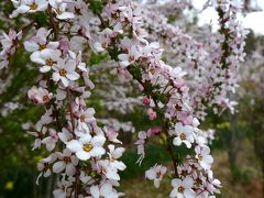 花、咲き誇る奇跡の山、花見山を歩く