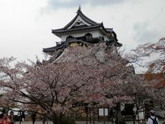 彦根城　天守閣には　花吹雪